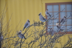 Sidensvans (Bombycilla garrulus)