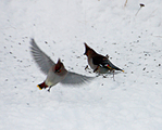 Sidensvans (Bombycilla garrulus)