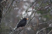 Svarttrost (Turdus merula)