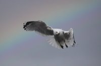 Fiskemåke (Larus canus)