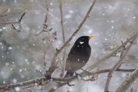 Svarttrost (Turdus merula)