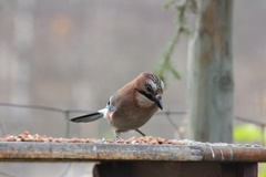 Nøtteskrike (Garrulus glandarius)