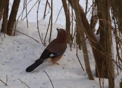 Nøtteskrike (Garrulus glandarius)