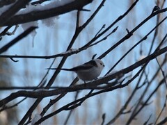 Stjertmeis (Aegithalos caudatus)