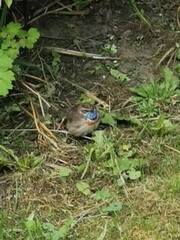 Blåstrupe (Luscinia svecica)