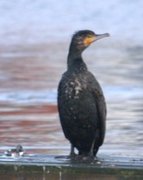 Storskarv (Phalacrocorax carbo)