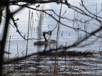 Toppdykker (Podiceps cristatus)