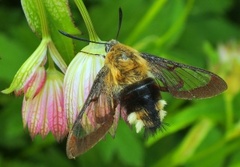 Bredkantet humlesvermer (Hemaris fuciformis)