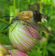 Bredkantet humlesvermer (Hemaris fuciformis)