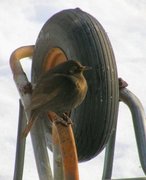 Svarttrost (Turdus merula)