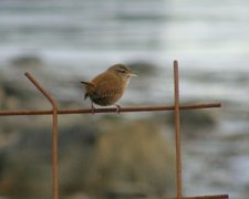 Gjerdesmett (Troglodytes troglodytes)