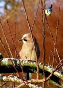 Nøtteskrike (Garrulus glandarius)