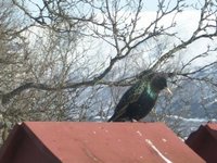 Stær (Sturnus vulgaris)