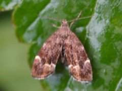 Neslebredmøll (Anthophila fabriciana)