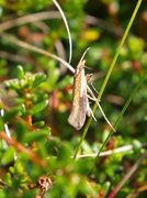 Ypsolopha parenthesella