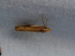 Ypsolopha parenthesella