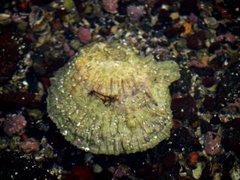 Flatøsters (Ostrea edulis)