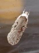 Agonopterix ocellana