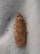 Agonopterix ciliella/heracliana