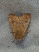 Lite seljefly (Orthosia cruda)