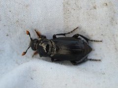 Svart åtselgraver (Nicrophorus humator)