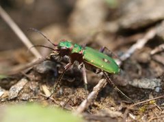 Grønn sandjeger (Cicindela campestris)