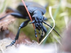 Lærløper (Carabus coriaceus)