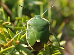 Breiteger (Pentatomidae)