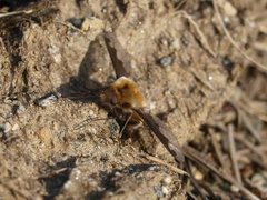 Stor humleflue (Bombylius major)