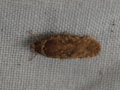 Agonopterix ciliella/heracliana