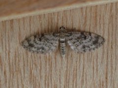 Grandvergmåler (Eupithecia tantillaria)