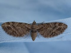 Strekdvergmåler (Eupithecia exiguata)