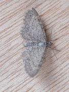 Engdvergmåler (Eupithecia satyrata)