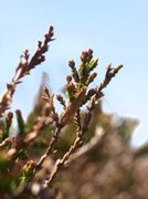 Nematopogon swammerdamella