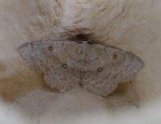 Bjørkeløvmåler (Cyclophora albipunctata)