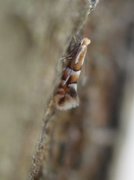 Phyllonorycter ulmifoliella