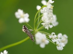 Glyphipterix