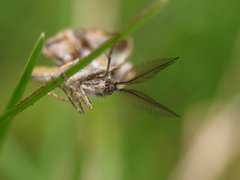 Furumåler (Bupalus piniaria)