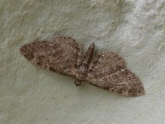 Vinkeldvergmåler (Eupithecia vulgata)