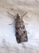 Junimosemott (Scoparia ambigualis)