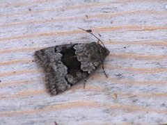 Myrdagfly (Sympistis funebris)