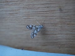 Porselensdammott (Nymphula nitidulata)