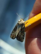 Sumpengfly (Lateroligia ophiogramma)