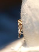 Klippenebbmott (Catoptria falsella)