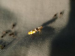 Argyresthia brockeella