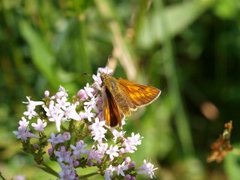 Engsmyger (Ochlodes sylvanus)