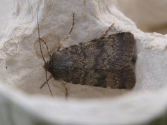 Mørkt klippefly (Standfussiana lucernea)