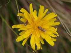 Fjellkveldvikler (Epinotia mercuriana)