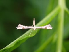 Hestehovfjærmøll (Platyptilia gonodactyla)