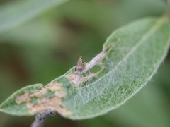 Stigmella